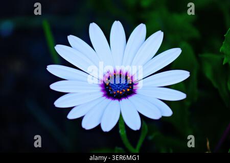 Primo piano di un fiore a margherita bianco con un centro blu e viola vivace a Malibu, California. Foto Stock