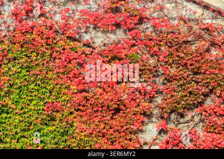 Foglie rosse di uva selvatica su un muro in autunno Foto Stock