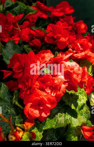 Primo piano di vivaci fiori rossi di begonia con gocce d'acqua che fioriscono in un giardino estivo Foto Stock