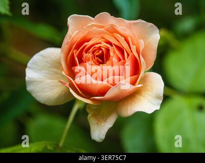 Doppio fiore dell'ardua rosa inglese color pesca, rosa "Grace" Foto Stock
