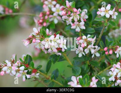 Primo piano dei fiori di Escallonia "Mela Blossom" Foto Stock