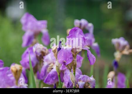 Iris con barba viola «Punkar Villu» (Iris x germanica) che fiorisce dopo la pioggia, con goccioline d’acqua sui suoi petali e un soffice sfondo verde del giardino. Foto Stock