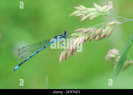 La Damselfly Azzurra, la puella Coenagrion, poggiata su una testa di semi d'erba. Norfolk, Inghilterra. Foto Stock