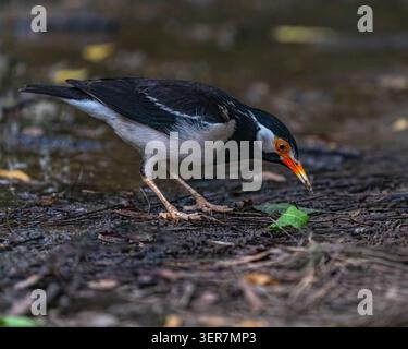 Un pied Starling in cerca di cibo nel terreno Foto Stock