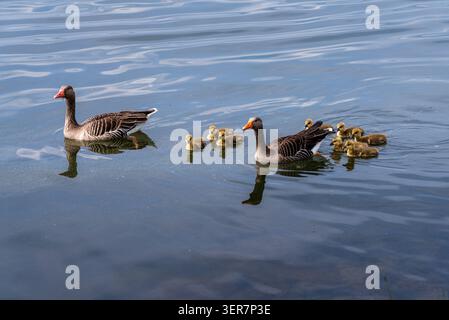 Due oche di Greylag adulti con un gruppo di loro giovani imbracature che nuotano con grazia nelle calme acque di Steinhuder Meer nella bassa Sassonia, Germania. Foto Stock