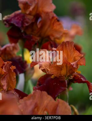 Iris x germanica «Minu ema» ricoperti di gocce di pioggia fioriscono in un giardino lussureggiante, che presenta ricche texture. Foto Stock