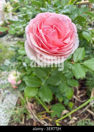 17.06.2026 / Igls, Innsbruck, Tirolo, Österreich / Bild: Eden Rose 85, MEIviolin, Pierre de Ronsard, Strauchrose, Kletterrose, rosaweiße Blüte, blühende Rose, Blume *** 17 giugno 2026 Igls, Innsbruck, Tirolo, Austria foto Foto Stock