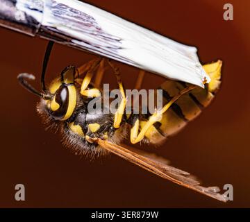 Foto macro di un primo piano della vespa. Occhi composti, antenne, mandibole e il caratteristico motivo nero e giallo del corpo sono chiaramente visibili, empha Foto Stock