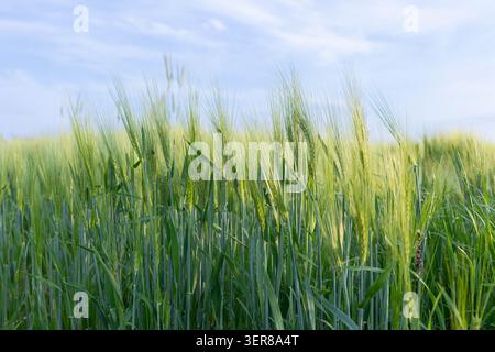 Campo di orzo verde sotto luce soffusa Foto Stock
