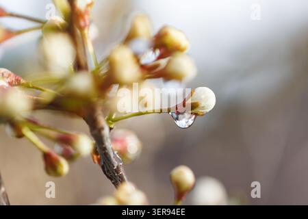 Primo piano di un fiore in erba all'inizio della primavera con una goccia di pioggia delicatamente appesa alla punta. Lo sfondo morbido evidenzia la freschezza della na Foto Stock