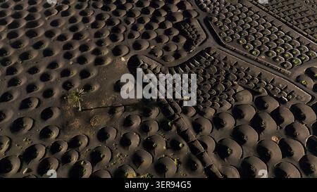 Vista aerea del vigneto vulcanico di Lanzarote con viti che crescono in pozzi di pietra circolare su terreno di cenere nera, formando motivi geometrici sotto la magia Foto Stock