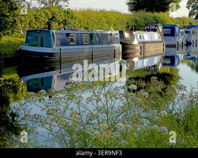 Chiatte e barche strette ormeggiate sul canale di Bridgewater a Grappenhall, Warrington, riflesse nell'acqua calma accanto a fiori selvatici estivi Foto Stock