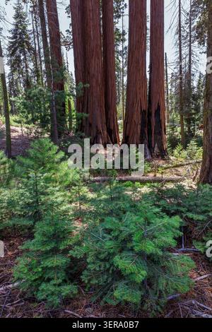 Baby Sequoias (Sequoiadendron giganteum), ai piedi dei loro alberi genitore, Sequoia National Park, California, USA Foto Stock
