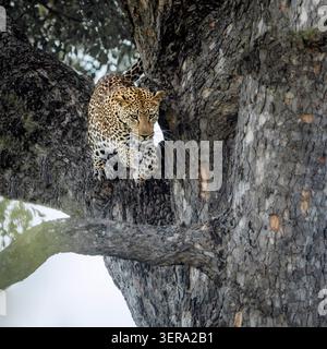 Leopardo che salta giù dal tronco dell'albero nel parco nazionale Greater Kruger, Sudafrica; Specie Panthera pardus famiglia dei Felidae Foto Stock