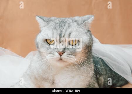 scottish Fold Cat si stende su tessuto bianco dall'aspetto serio, creando una scena unica in un ambiente interno durante il giorno. occhi gialli. cat sembra serio quando Foto Stock