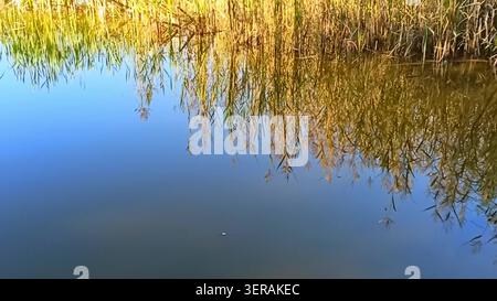 Riflesso di canne alte e spesse nella superficie tranquilla di un piccolo lago in una soleggiata serata autunnale. Lago Berezovoe, Novosibirsk, Russia. Foto Stock