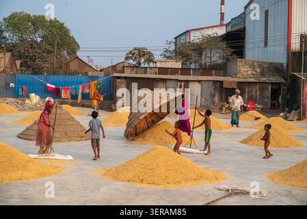 Brahmanbaria, Bangladesh - 24 gennaio 2026: Vista di lavoratori e bambini che essiccano i grani di riso in cumuli in un frantoio con coperture coniche di paglia e industria Foto Stock
