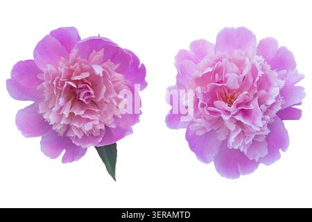 Due vivaci fiori di peonia rosa isolati su sfondo bianco, uno fiorito con foglie verdi. Foto Stock