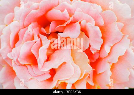 Sfondo macro full-frame di teneri petali di fiori rosa di pesca in fiore sotto una luce naturale soffusa. Foto Stock