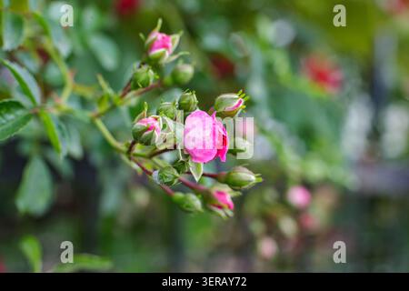 Uno scatto ravvicinato di piccole rose rosa che iniziano a fiorire su un ramo circondato da foglie verdi e un morbido sfondo sfocato nel giardino. Foto Stock