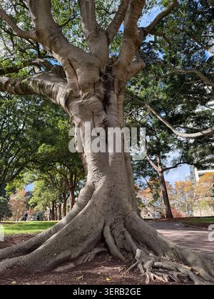 Il massiccio tronco e le radici esposte di un vecchio albero di fico a Hyde Park, Sydney, circondato da lussureggianti letti da giardino. Foto Stock