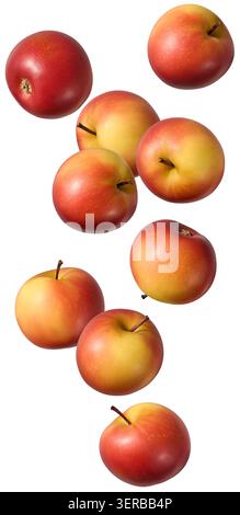 le mele rosse e gialle cadono su fondo bianco isolato, volando un intero gruppo di frutta matura fresca Foto Stock