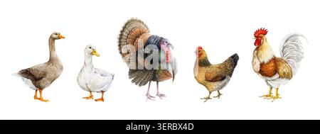 Set di illustrazioni ad acquerello clipart degli animali da fattoria con pollo di tacchino gallo e anatre, uccelli rurali disegnati a mano per il design agricolo, fattoria rustica Foto Stock