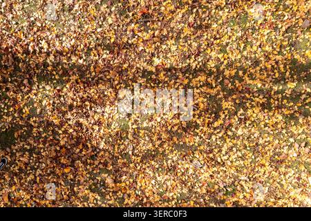 Vista delle foglie autunnali gialle e marroni che ricoprono l'erba verde con ombre tenui nel McLaren Falls Park, Omanawa, Bay of Plenty Region, nuova Zelanda Foto Stock