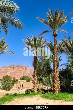 Vista panoramica di alte palme da dattero nell'oasi di Alula sullo sfondo di antiche rovine di mattoni di fango e montagne di arenaria rossa, l'Arabia Saudita. Foto Stock