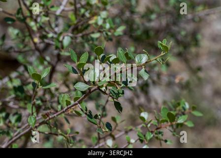 Primo piano di spinone italiano, Rhamnus alaternus, foglie e ramoscelli, che mostrano un verde brillante e dettagli raffinati in una macchia mediterranea naturale Foto Stock