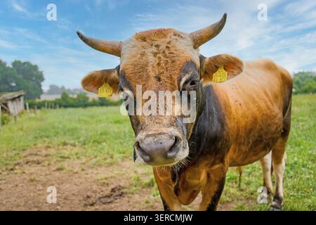 Ritratto di un giovane toro, Kalkhof, Meclemburgo-Pomerania occidentale Foto Stock