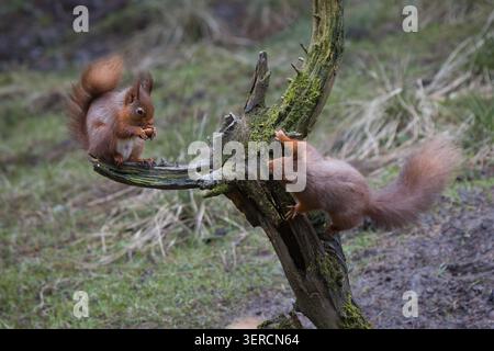 Due scoiattoli rossi, Sciurus vulgaris, interagiscono su un ceppo di alberi di muschio in una foresta. Uno si siede a mangiare una noce mentre l'altro sale guardando. Foto Stock