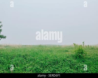 Tranquillo prato ricoperto di nebbia con lussureggiante erba verde e un orizzonte morbido e nebbioso. Paesaggio naturale minimalista caratterizzato da clima atmosferico, open space, tran Foto Stock