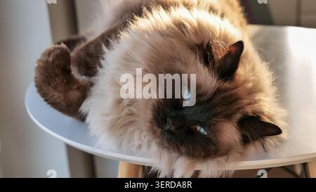 Ragdoll Cat che si rilassa su un tavolo alla luce del sole Foto Stock