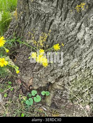 Senecio a foglie strette, Senecio inaequidens, che cresce vicino al tronco di un albero Foto Stock
