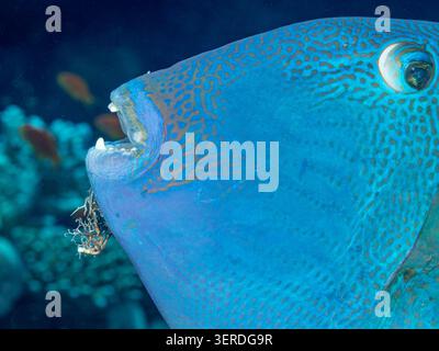 Egitto, Sharm El Sheikh, pesce triggerino rosso (Odonus niger) Foto Stock