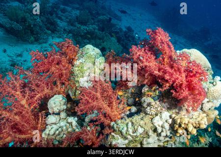 Egitto, Sharm El Sheikh, Soft Coral Foto Stock
