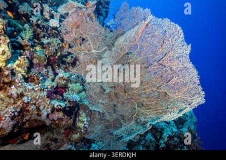 Egitto, Sharm El Sheikh, Gorgonia, fan del mare Foto Stock