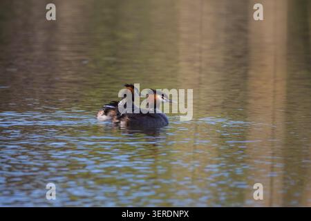 Un paio di grandi grebe creste che nuotano su uno stagno al tramonto e portano due piccoli pulcini sulla schiena Foto Stock
