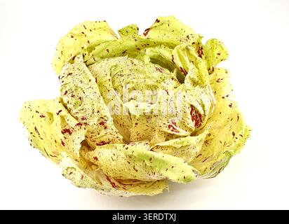 Radicchio variegato, un tipo di cicoria a foglia con colore verde giallastro e puntini rossi, su sfondo bianco. È coltivato solo in Veneto, Italia Foto Stock