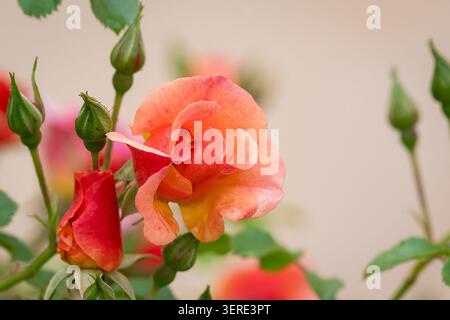 Rosa «Jazz» con caldi petali di albicocca-arancia circondati da gemme vivaci e lussureggianti fogliame verde, catturati dalla morbida luce naturale. Foto Stock