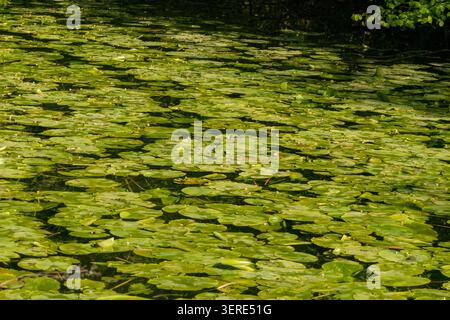Tappetini per ninfee che coprono una sezione del canale Glamorganshire in disuso, Forest Farm Nature Reserve Cardiff Galles Regno Unito. Aprile 2026 Foto Stock