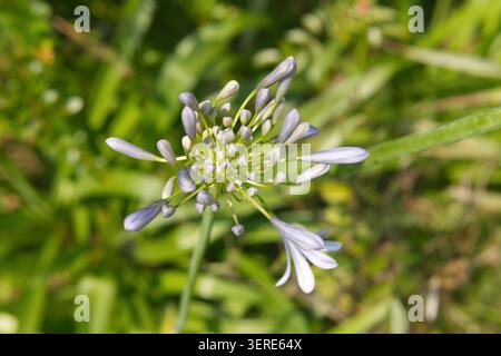 Primo piano di un gruppo di boccioli viola di Agapanthus Foto Stock