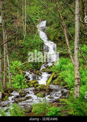 L'acqua precipitosa cade su rocce muschiate nella foresta profonda. Felci verdi e alberi sottili incorniciano la cascata. I filtri di luce attenuati attraversano rami sopraelevati. L'energia tranquilla della natura scorre attraverso il suolo della foresta Foto Stock