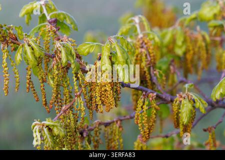 Gatti maschi e foglie giovani di rovere Downy (Quercus pubescens) Foto Stock