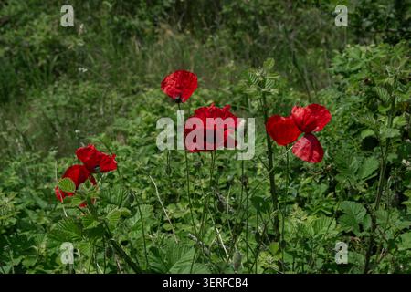 Red Poppies Blooming in Green Wild Meadow Foto Stock