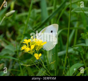 Una farfalla bianca si libra sopra un fiore giallo brillante su un lussureggiante sfondo verde. Il soft bokeh mette in risalto la leggerezza del volo, la bellezza naturale, Foto Stock