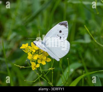 Una farfalla bianca si libra sopra un fiore giallo brillante su un lussureggiante sfondo verde. Il soft bokeh mette in risalto la leggerezza del volo, la bellezza naturale, Foto Stock
