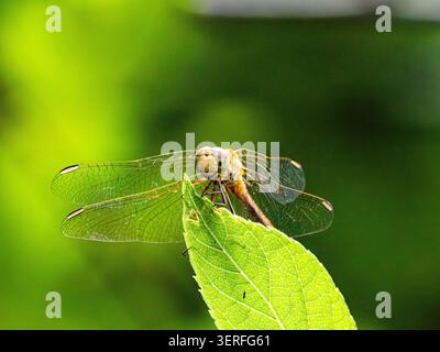 L'immagine cattura una foto macro dettagliata di una libellula gialla appollaiata su un ramoscello asciutto. Le ali trasparenti con venature delicate sono ampie contro a. Foto Stock