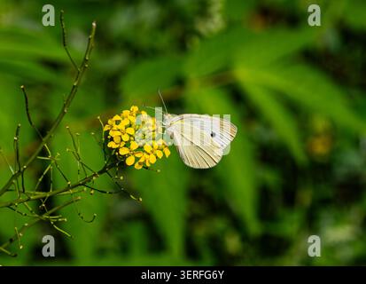 Una farfalla bianca si libra sopra un fiore giallo brillante su un lussureggiante sfondo verde. Il soft bokeh mette in risalto la leggerezza del volo, la bellezza naturale, Foto Stock